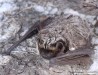 netopýr pestrý (Savci), Vespertilio murinus, Vespertilionidae, Chriroptera (Mammalia)
